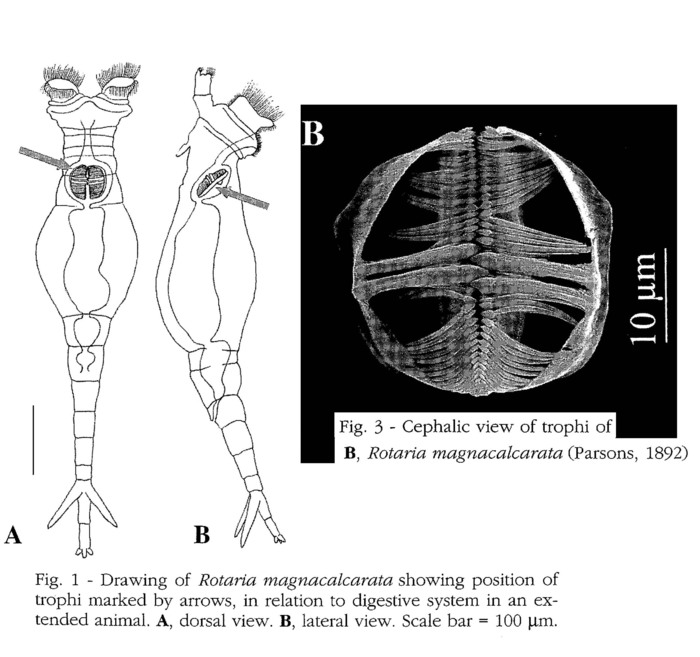 Rotaria magnacalcarata Rotaria magnacalcarata