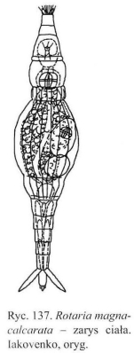 Rotaria magnacalcarata