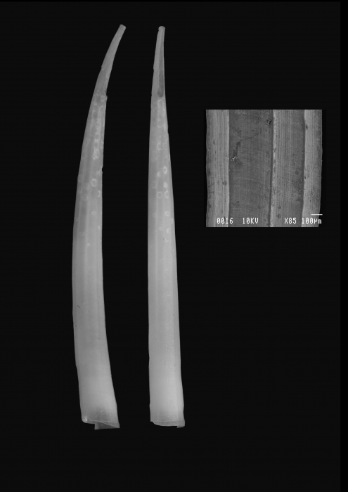 Heteroschismoides meridionalis Scarabino & Caetano, 2008 Heteroschismoides meridionalis Scarabino & Caetano, 2008