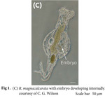 Rotaria magnacalcarata