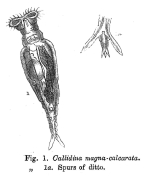 Rotaria magnacalcarata - Original description image
