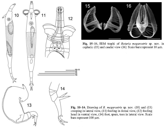 Rotaria megarostris - Original description image