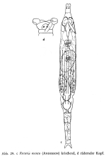 Rotaria mento