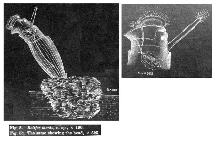 Rotaria mento - Original description image