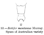 Rotaria montana