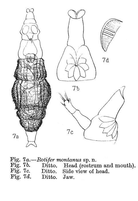 Rotaria montana - Original description image