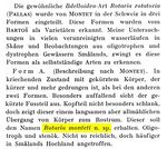 Rotaria monteti - Original description image