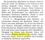 Rotaria monteti - Original description image