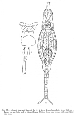Rotaria murrayi