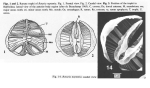 Rotaria neptunia