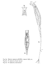 Rotaria neptunia