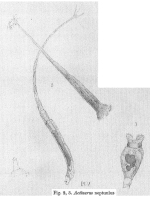 Rotaria neptunia