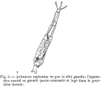 Rotaria neptunia
