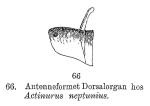 Rotaria neptunia