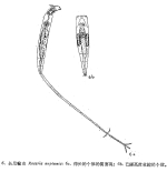 Rotaria neptunia