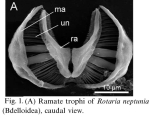 Rotaria neptunia