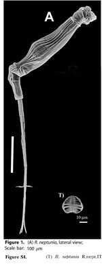 Rotaria neptunia