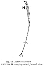 Rotaria neptunia