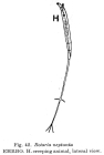 Rotaria neptunia