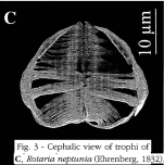 Rotaria neptunia