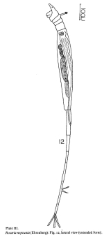 Rotaria neptunia
