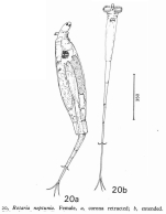Rotaria neptunia