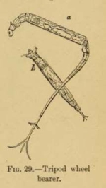 Rotaria neptunia