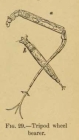 Rotaria neptunia