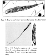 Rotaria neptunia
