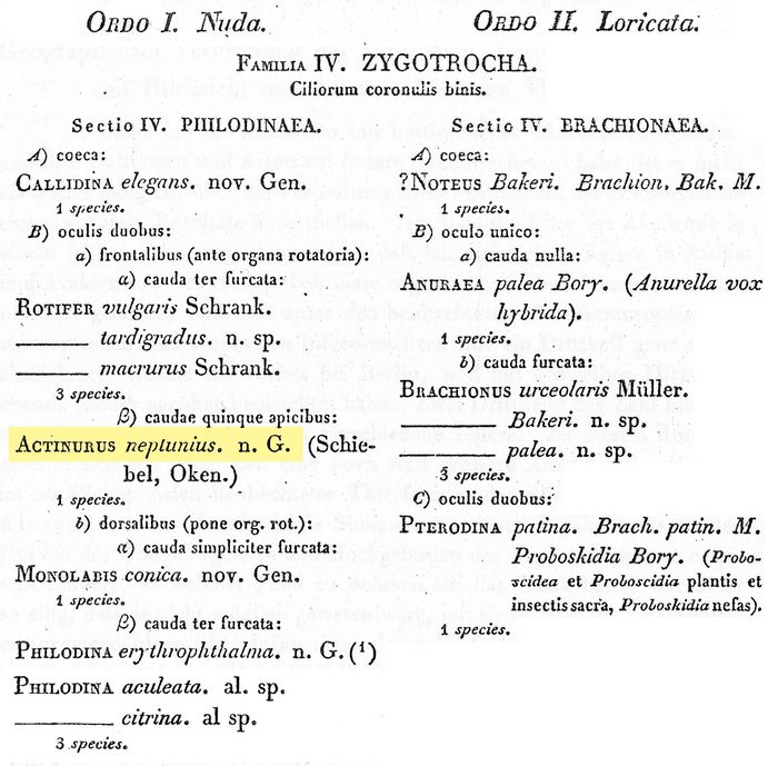 Rotaria neptunia - Original description image