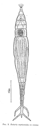 Rotaria neptunoida