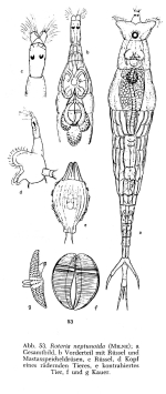 Rotaria neptunoida