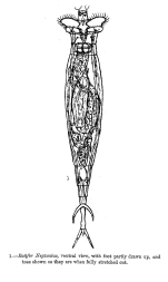 Rotaria neptunoida