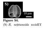 Rotaria neptunoida