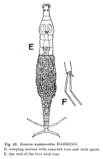 Rotaria neptunoida