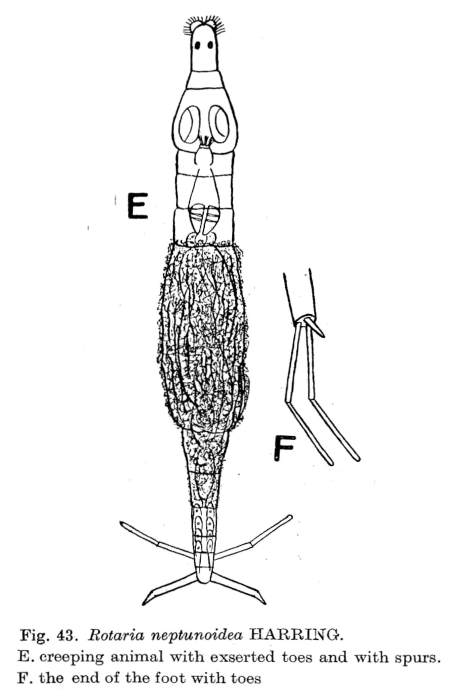 Rotaria neptunoida Rotaria neptunoida