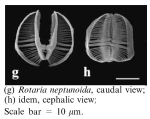 Rotaria neptunoida