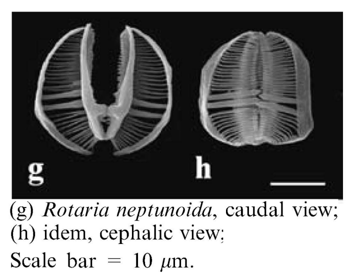 Rotaria neptunoida Rotaria neptunoida