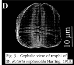 Rotaria neptunoida