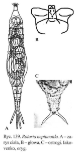 Rotaria neptunoida