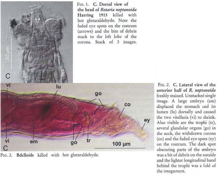 Rotaria neptunoida Rotaria neptunoida