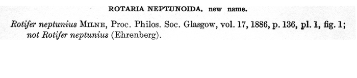 Rotaria neptunoida Rotaria neptunoida