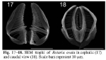 Rotaria ovata