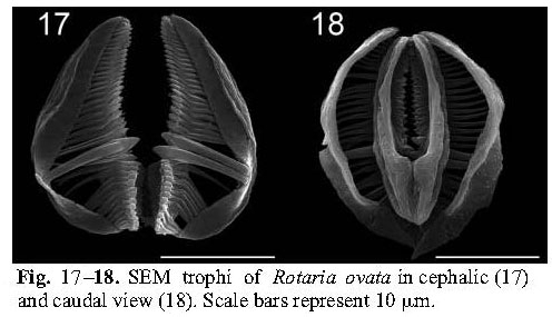 Rotaria ovata Rotaria ovata