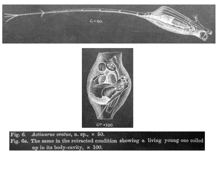 Rotaria ovata - Original description image