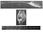 Rotaria ovata