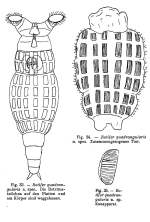 Rotaria quadrangularis - Original description image
