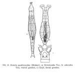 Rotaria quadrioculata