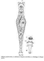 Rotaria quadrioculata