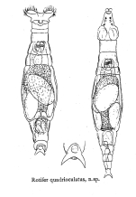 Rotaria quadrioculata - Original description image